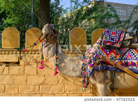 Camel waiting for tourist in Gadisar, India 97582028