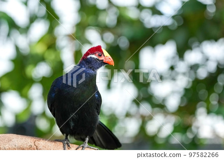 北穆雷棲息在樹枝上放鬆 97582266