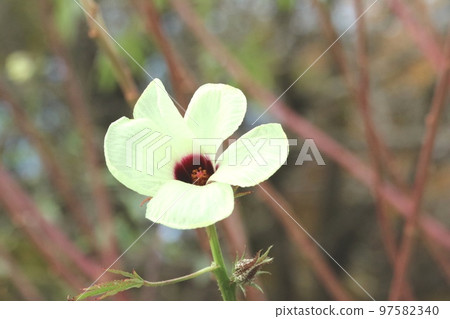 12 月盛開的洋麻花吸收二氧化碳的能力是其他植物的五倍！有助於防止全球變暖的植物 97582340