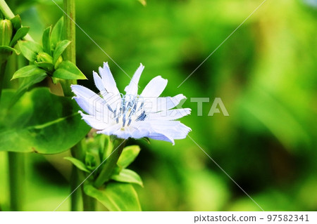 開花在初冬的菊苣花 開花在初冬的菊苣花 97582341