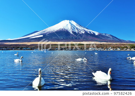 山梨縣 藍天、天鵝、富士山中的山中湖 山梨縣 藍天、天鵝、富士山中的山中湖 97582426