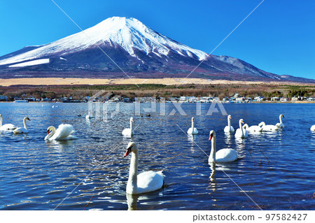 Yamanashi Prefecture Lake Yamanaka in the Blue Sky, Swans, and Mt. Fuji 97582427