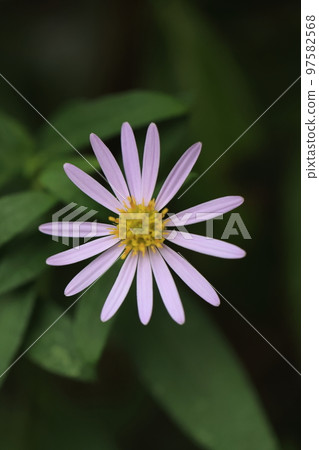 chrysanthemum 0058 chrysanthemum 0058 97582568