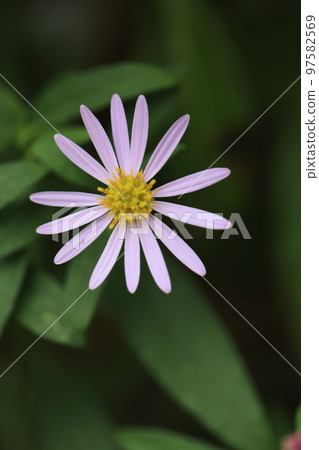 菊花0059 菊花0059 97582569