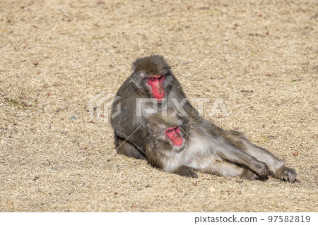 日本獼猴美容 Arashiyama Monkey Park Iwatayama 日本獼猴美容 Arashiyama Monkey Park Iwatayama 97582819