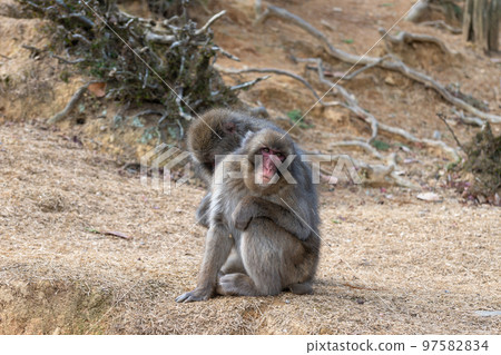 日本獼猴美容 Arashiyama Monkey Park Iwatayama 日本獼猴美容 Arashiyama Monkey Park Iwatayama 97582834