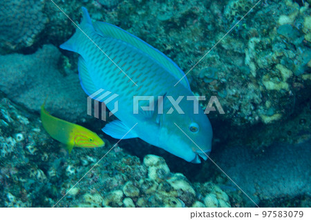 Ogasawara A female parrotfish and a wrasse Ogasawara A female parrotfish and a wrasse 97583079