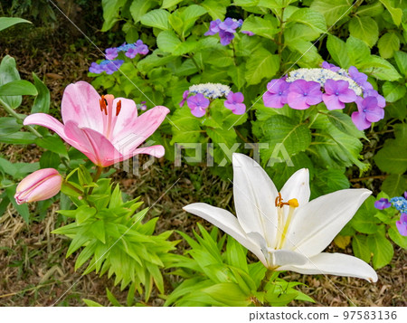 繡球花和百合花 繡球花和百合花 97583136