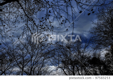 The cold sky, the last leaves, winter 97583253