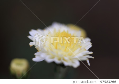 chrysanthemum 0080 chrysanthemum 0080 97583266