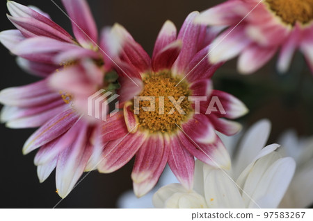 菊花0081 菊花0081 97583267