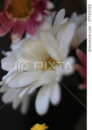 菊花0082 菊花0082 97583268