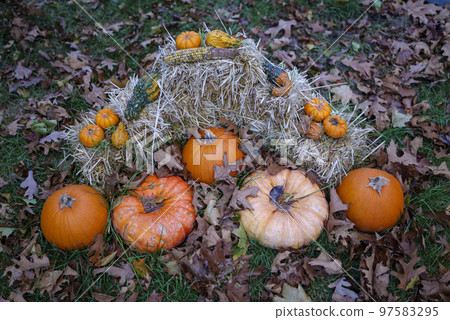 Preparation for Halloween, pumpkins on wet grass whit autumn fallen leaves 97583295