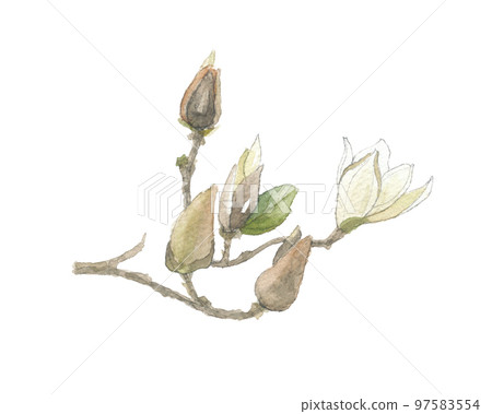 Hakumokuren Shiraki Lotus Hakumokuren Shiraki Lotus 97583554