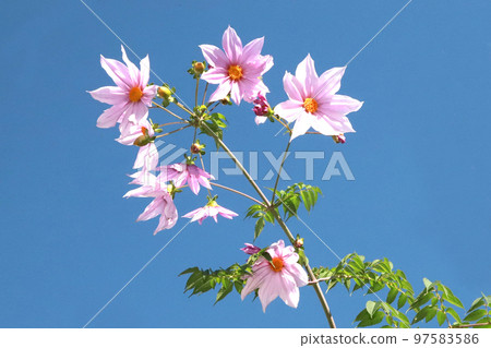 Emperor Dariya 97583586