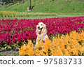 Golden retriever 97583733