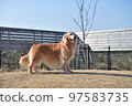 Golden retriever 97583735
