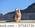 Golden retriever 97583736