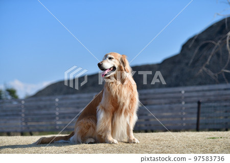 金毛獵犬 金毛獵犬 97583736