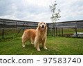Golden retriever 97583740