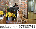 Golden retriever 97583741