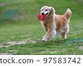 Golden retriever 97583742