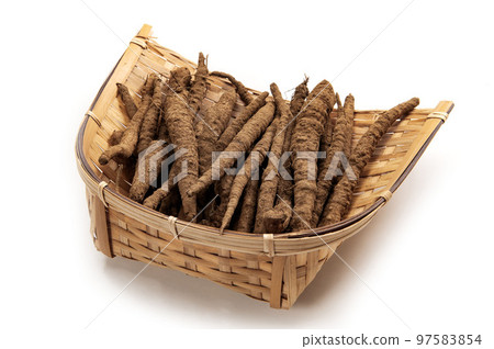 Edible wild burdock 97583854