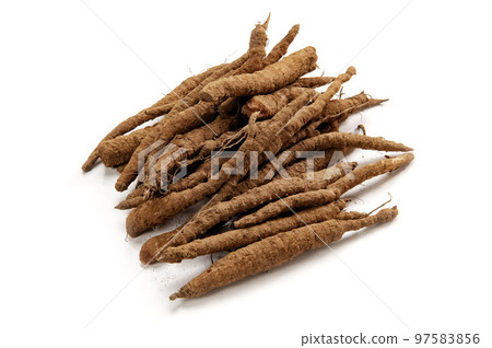 Edible wild burdock Edible wild burdock 97583856