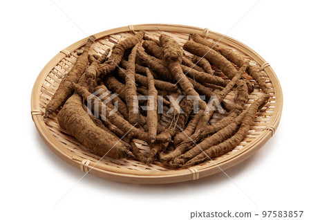 食用野生牛蒡 食用野生牛蒡 97583857