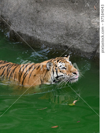 Amur tiger mother swimming in a pond Amur tiger mother swimming in a pond 97584043