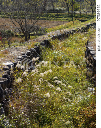 Vegetated river landscape 97584661
