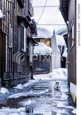 A cat I met in a snowy town Wakasa Town, Tottori Prefecture A cat I met in a snowy town Wakasa Town, Tottori Prefecture 97584668