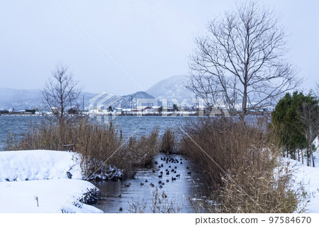 Wild birds that look cold due to the sudden snow Wild birds that look cold due to the sudden snow 97584670