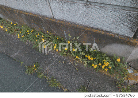 dandelion, spring, road 97584760