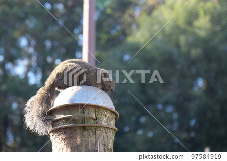 Machida squirrel garden, Taiwan squirrel, animal, free range, feeding, feeding, hand riding, Machida, Tokyo, Japan, zoo, squirrel, squirrel, Machida squirrel garden, Taiwan squirrel, animal, free range, feeding, feeding, hand riding, Machida, Tokyo, Japan, zoo, squirrel, squirrel, 97584919