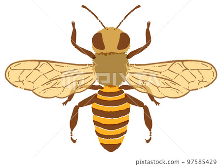 Watercolor touch honey bee illustration material 97585429