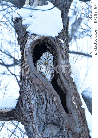 owl in winter owl in winter 97585467