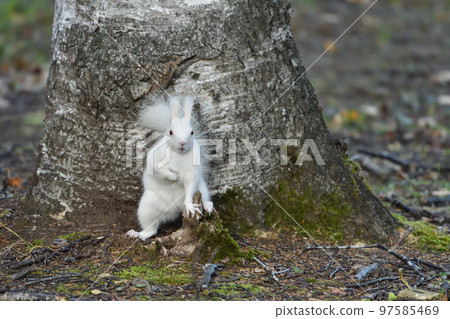 face to face with white squirrel 97585469