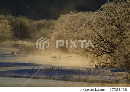 Red-crowned crane and hoarfrost Red-crowned crane and hoarfrost 97585486