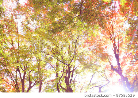 Colorful maple and sunbeams Colorful maple and sunbeams 97585529
