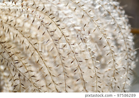 Pampas grass (thin) seeds and fluff 97586289