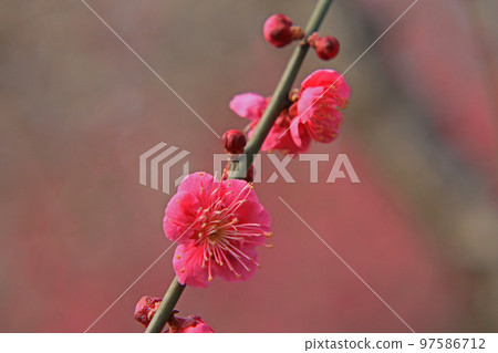 Plum blossom  97586712