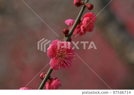 Plum blossom  97586714