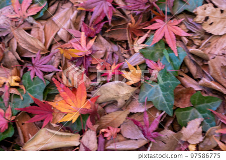 在深秋的東京市中心尋找秋天的殘餘 97586775