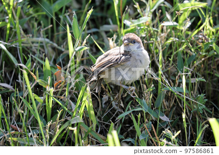 Park's sparrow Park's sparrow 97586861