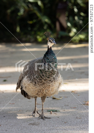 A lone peacock walks on a path in the reserve 97587123