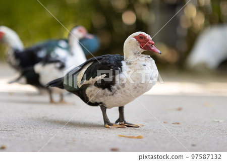 A musk duck with a large red bill stands on a path in the park A musk duck with a large red bill stands on a path in the park 97587132
