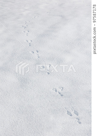 Rabbit footprints on fresh snow 97587178