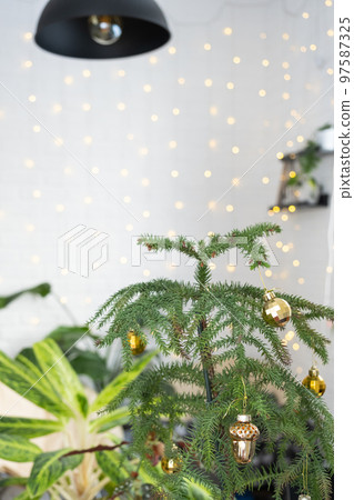 Araucaria house plant is a room spruce decorated with Christmas balls like a Christmas tree by the window. Green home interior decor 97587325