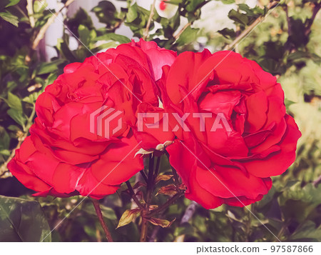 Beautiful shrub roses in summer garden, blooming flowers in Hertfordshire, England in summer, planting and gardening concept Beautiful shrub roses in summer garden, blooming flowers in Hertfordshire, England in summer, planting and gardening concept 97587866